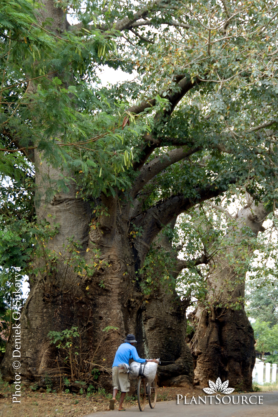 42-DGS7317 Adansonia digitata Baobab.jpg